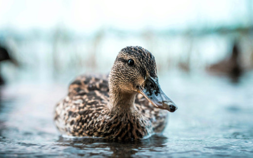 1754259 (a): :1920x1200